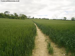 The path through the field